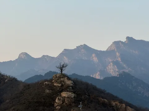 孤树望峰